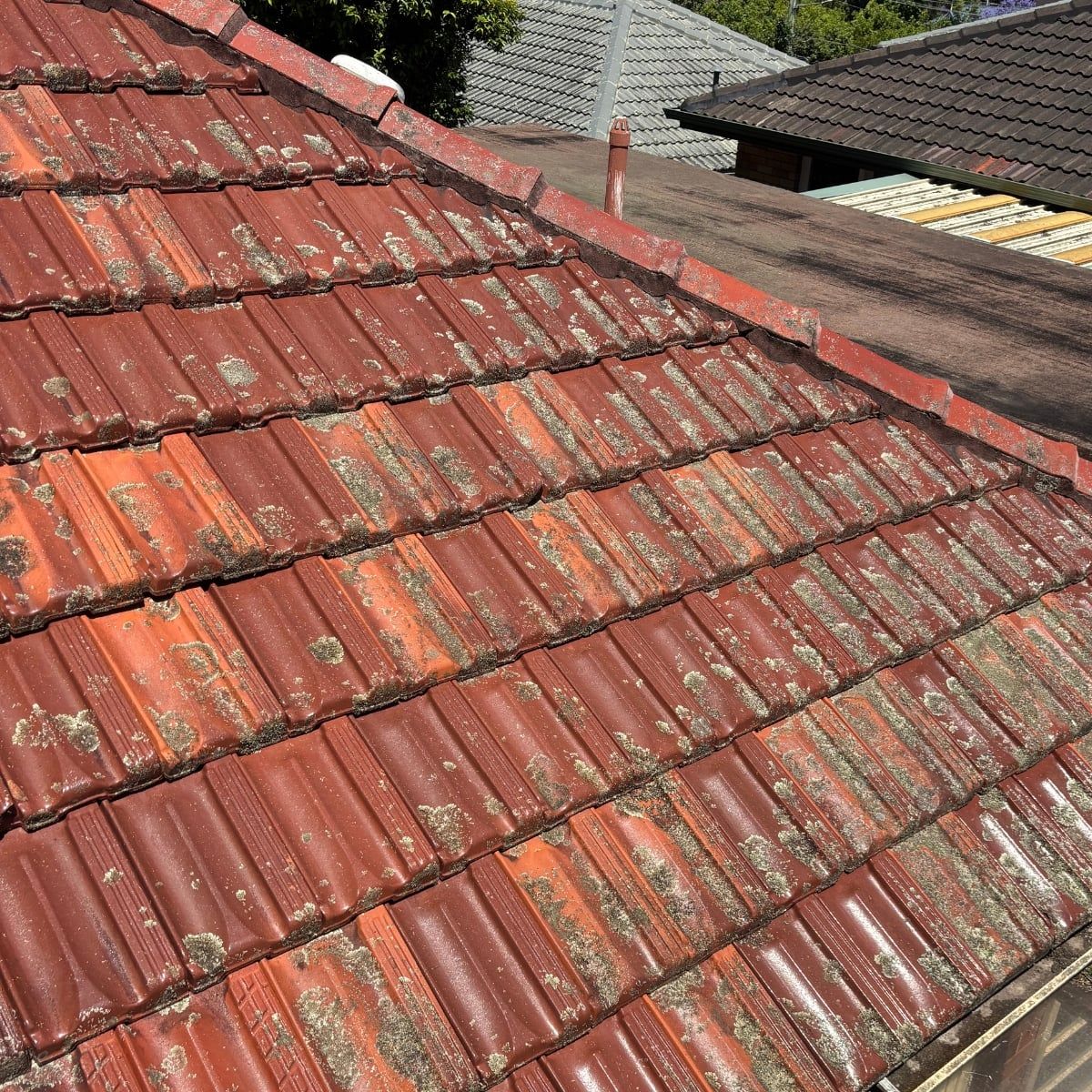 Roof tiles covered in moss and lichen before cleaning in Sydney